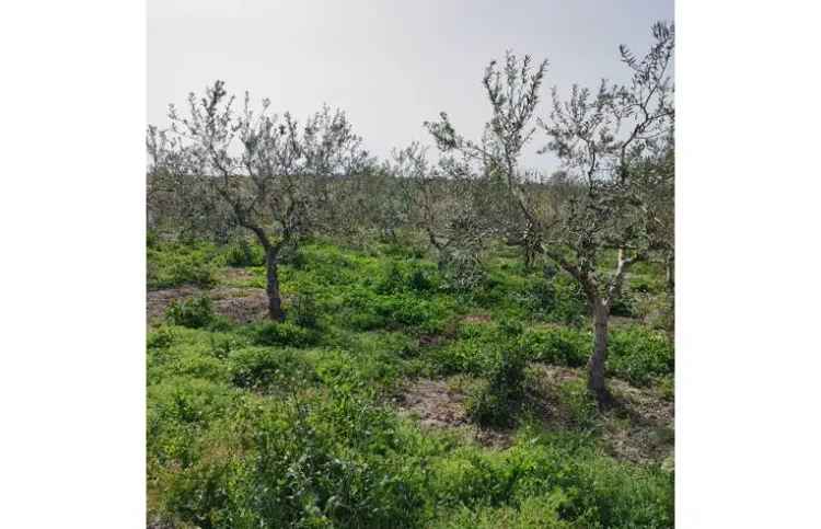 Terreno Agricolo/Coltura in vendita a Barletta, Contrada Le Paludi 1