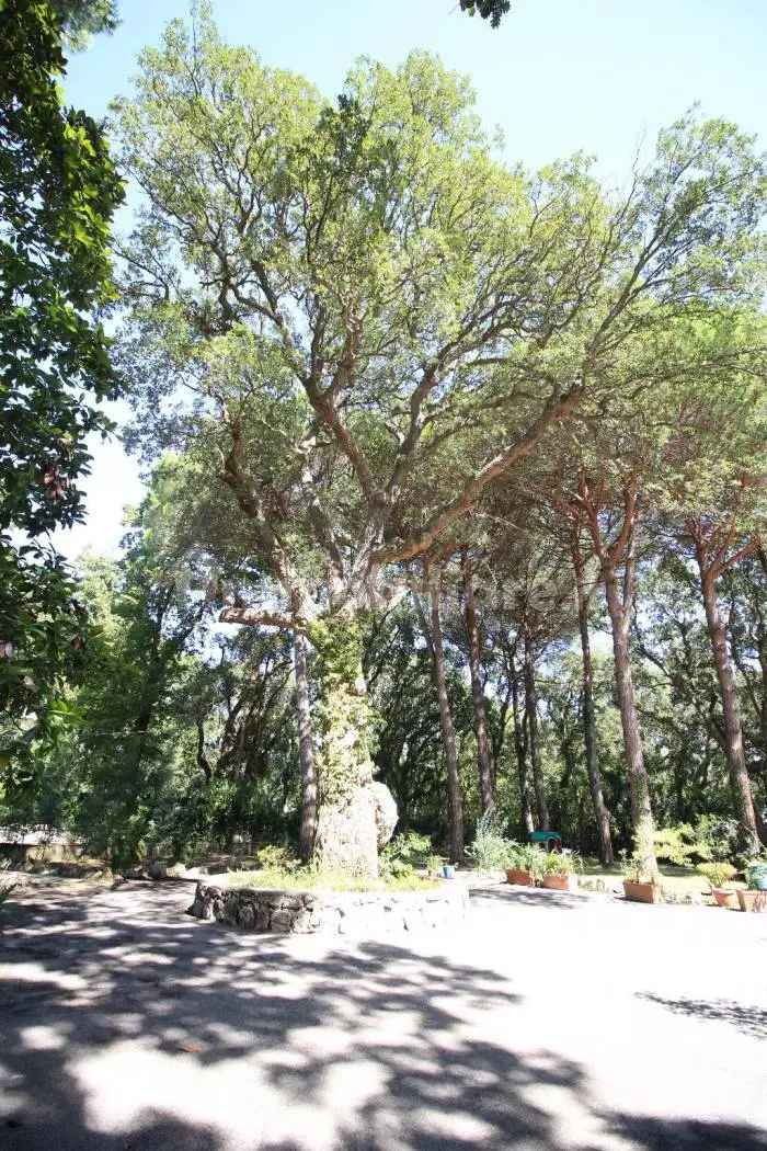 Terratetto unifamiliare viale delle Querce 18, Selva Piana Baia D'argento, Sabaudia