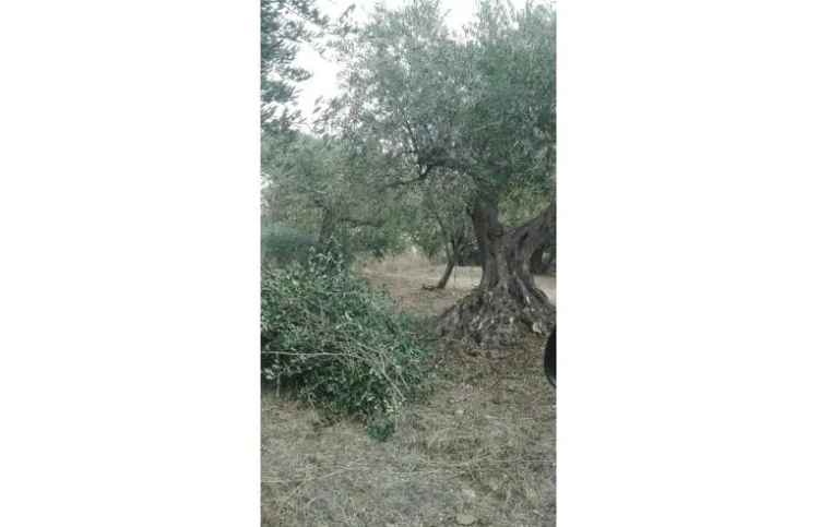 Terreno Agricolo/Coltura in vendita a Candela