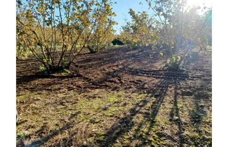 Terreno Agricolo/Coltura in affitto a Giffoni Sei Casali