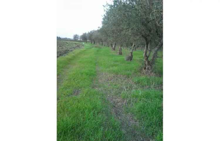 Terreno Agricolo/Coltura in vendita a Decimoputzu