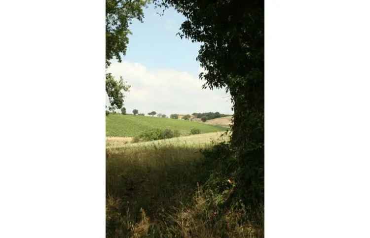 Terreno Agricolo/Coltura in vendita a Campagnatico