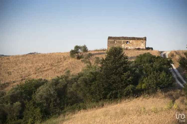 Vendita terreno agricolo di 49.000 m² in Picciano (65010) - 128930 - iad