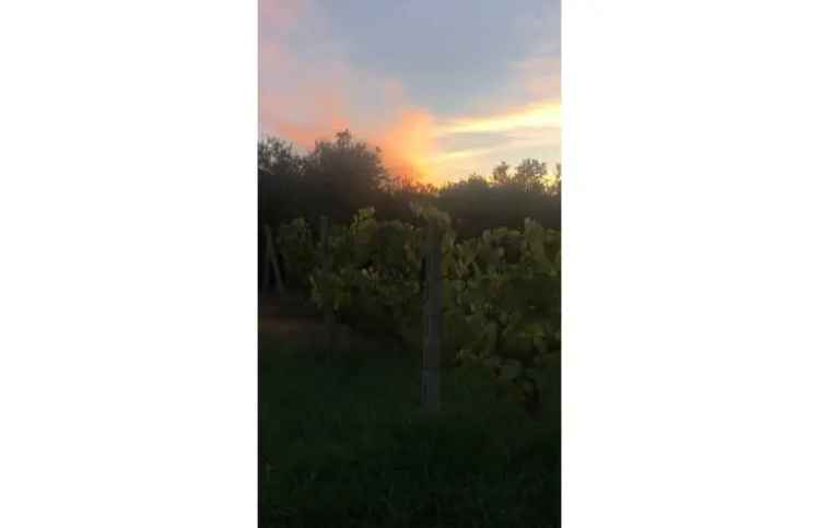 Terreno Agricolo/Coltura in vendita a Orbetello, Strada Vicinale dei Poggi 123