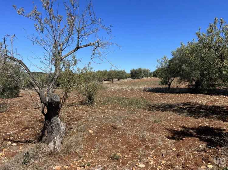 Vendita terreno di 5.500 m² in Ostuni (72017) - 82546 - iad