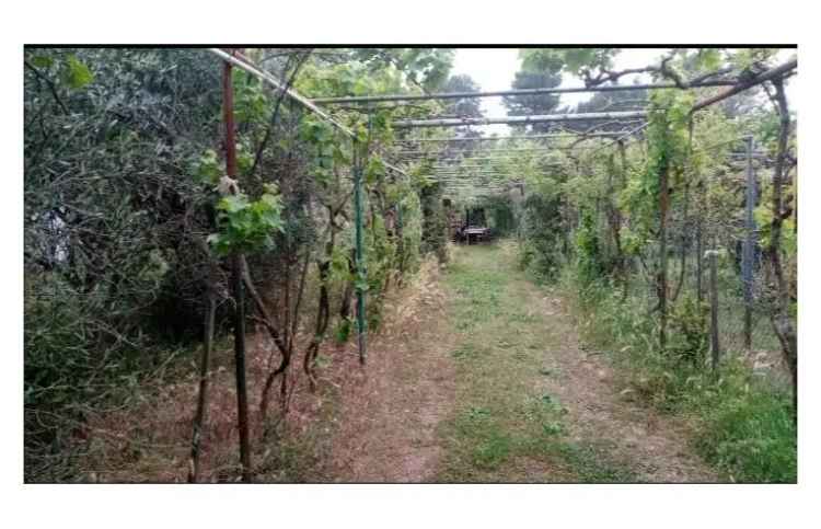 Terreno Agricolo/Coltura in vendita a Piombino