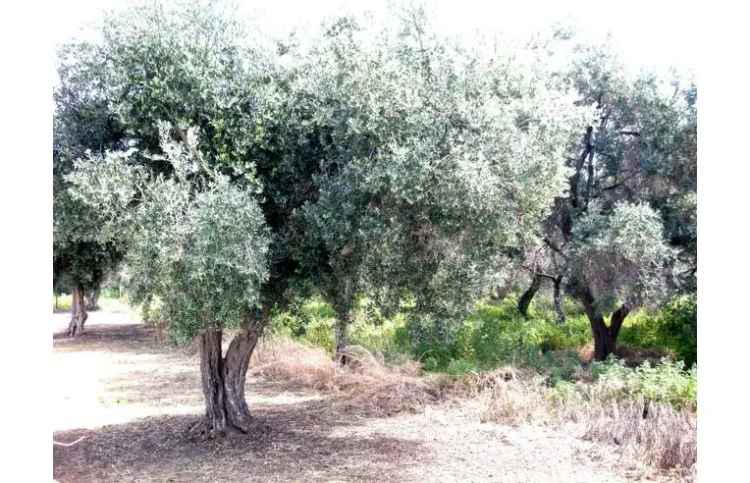 Terreno Agricolo/Coltura in vendita a Milazzo