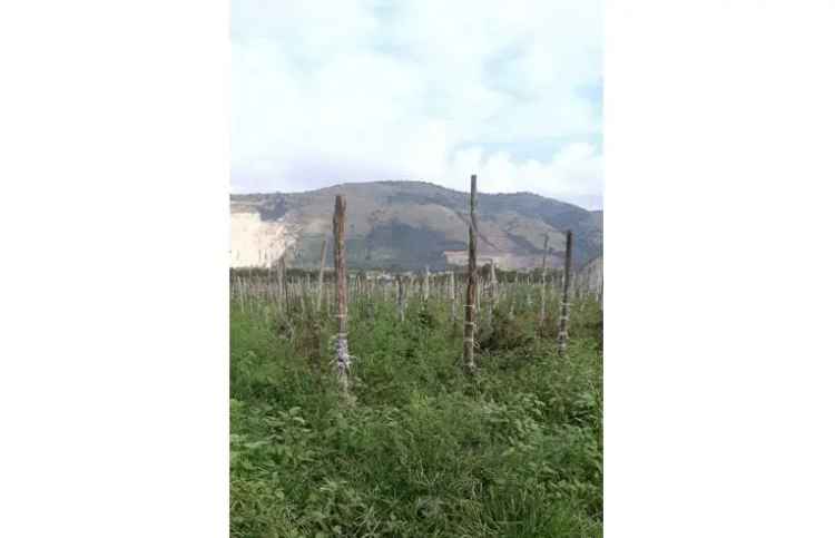 Terreno Agricolo/Coltura in vendita a Acerra, Via Torricelli 35