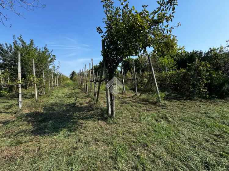 Ter. agricolo in vendita