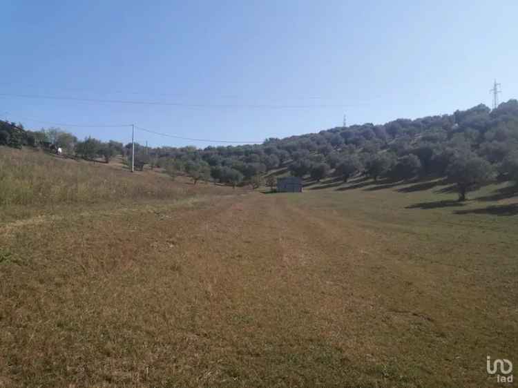 Vendita terreno di 41.000 m² in Moscufo (65010) - 104387 - iad