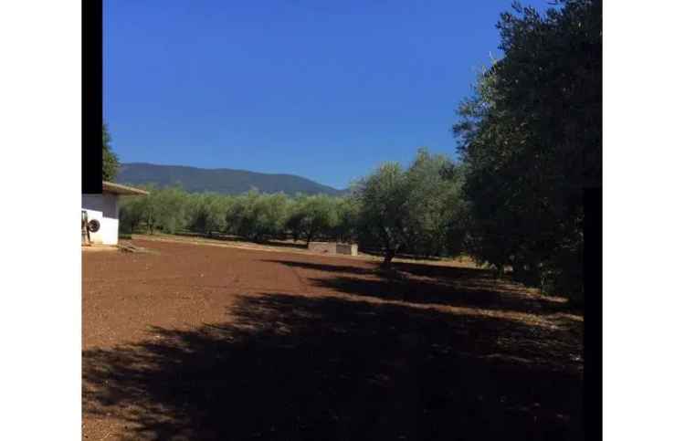 Terreno Agricolo/Coltura in vendita a Velletri