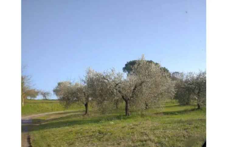 Rustico/Casale in vendita a Mazzano Romano, Strada Vallelunga le Rote 6