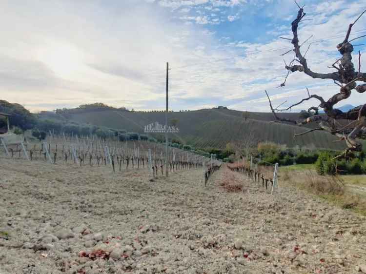 Terreno agricolo in vendita a Acquaviva Picena