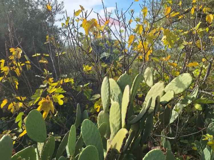 Terreno in vendita a Camporotondo Etneo