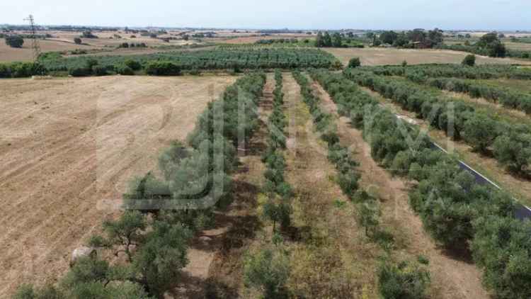 Casale Strada Cava del Gesso, Capalbio