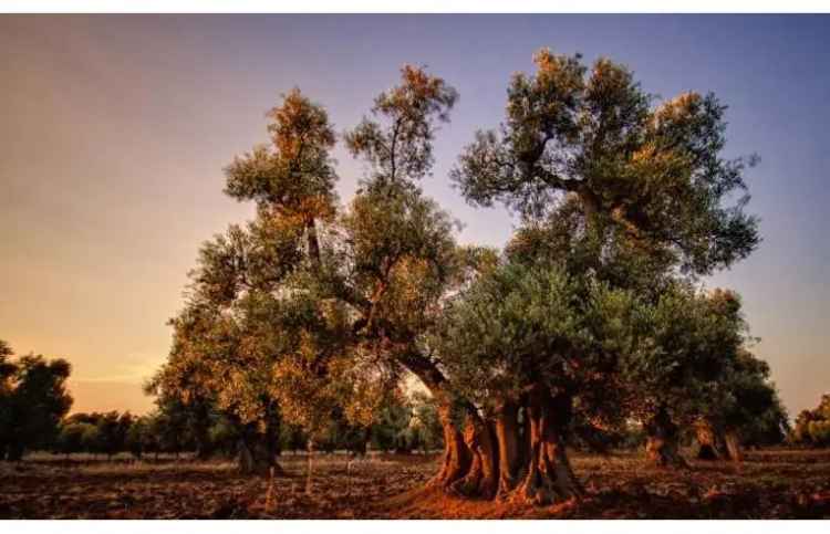 Terreno Edificabile Residenziale in vendita a Carovigno