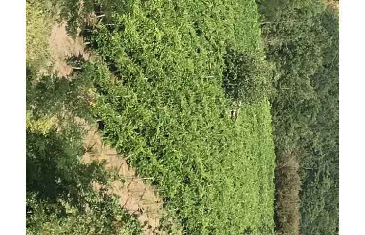 Terreno Agricolo/Coltura in vendita a Melizzano, Via Rimembranza 1