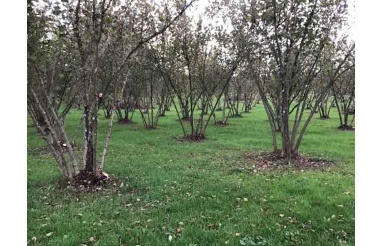 Terreno Agricolo/Coltura in vendita a Valmontone, Via Colle Ventrano 42