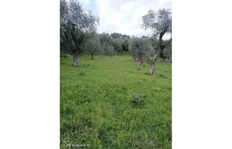 Terreno Agricolo/Coltura in vendita a Vico del Gargano