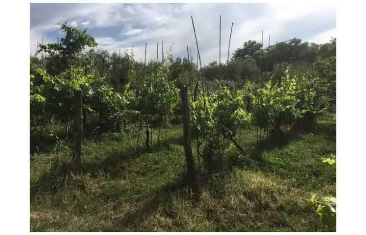 Terreno Agricolo/Coltura in vendita a Santa Maria a Monte, Via Valle 18