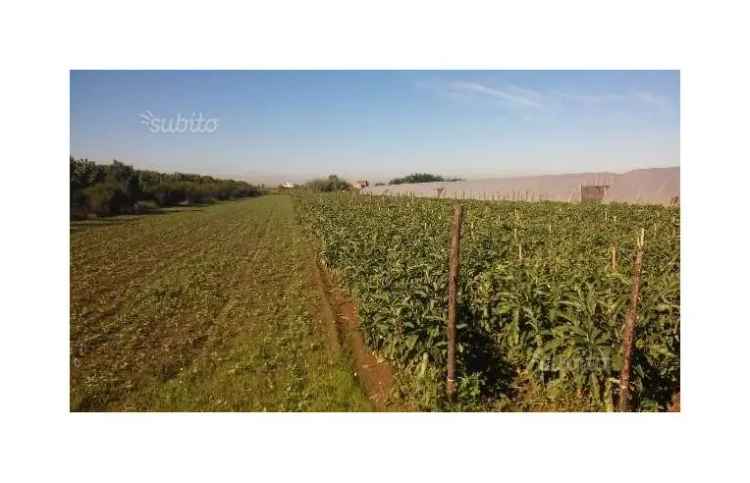 Terreno Agricolo/Coltura in affitto a Acerra