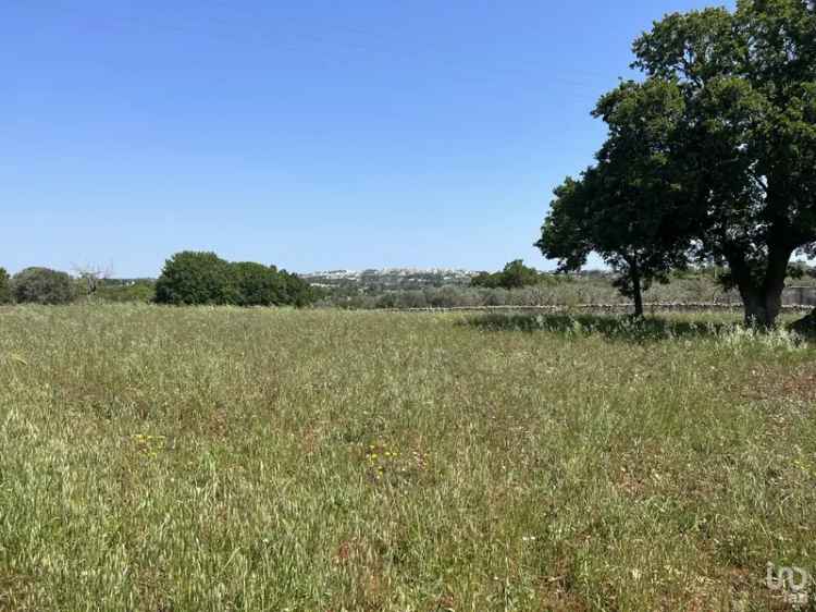 Vendita terreno agricolo di 4.258 m² in Ostuni (72017) - 74289 - iad