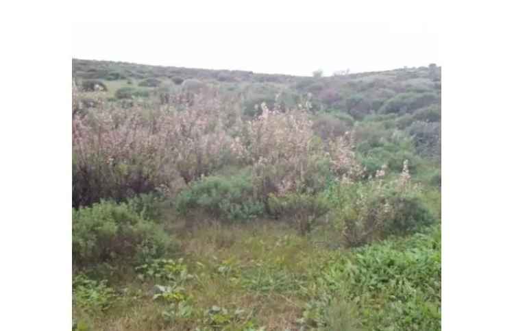 Terreno Agricolo/Coltura in vendita a Gela