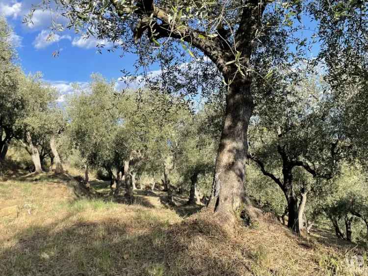 Vendita terreno agricolo di 6.918 m² in Cipressa (18017) - 124900 - iad