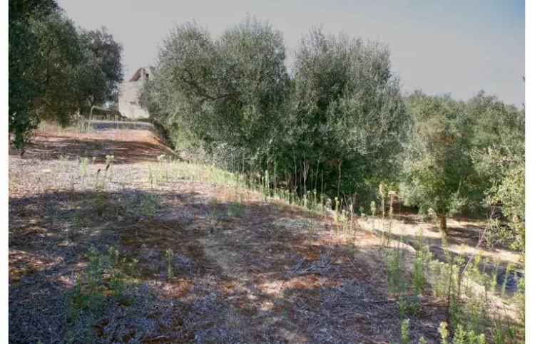 Terreno Agricolo/Coltura in vendita a Gallipoli