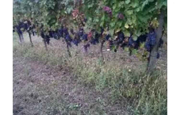 Terreno Agricolo/Coltura in vendita a Cigognola